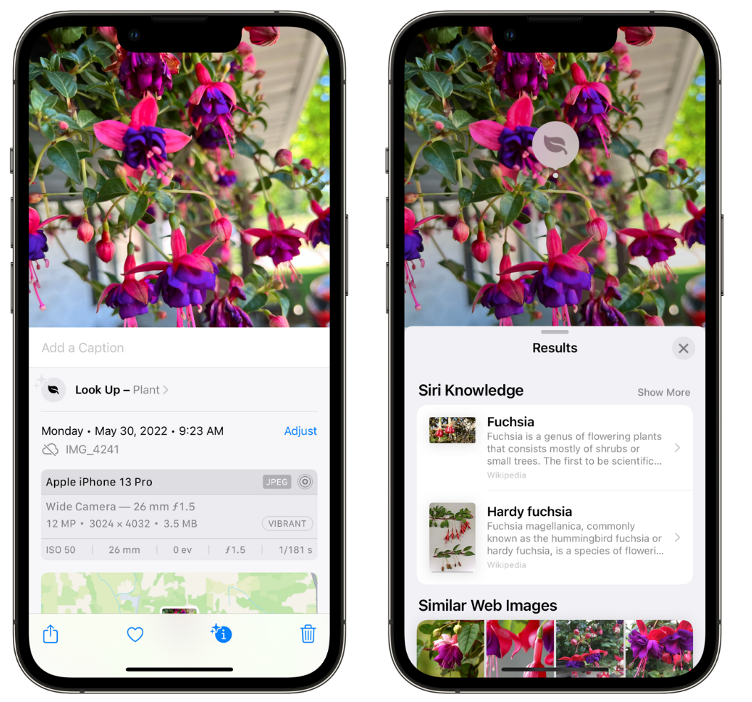 鹤峰苹果手机维修分享小技巧：使用 iPhone 相机识别花卉植物 